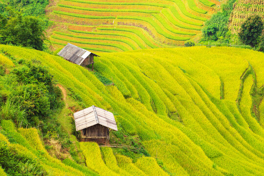 Breathtaking scenery of terraced rice fields. Picturesque rice terraces of Mu Cang Chai.