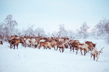 A herd of reindeer wanders through a snowy forest. © lizavetta