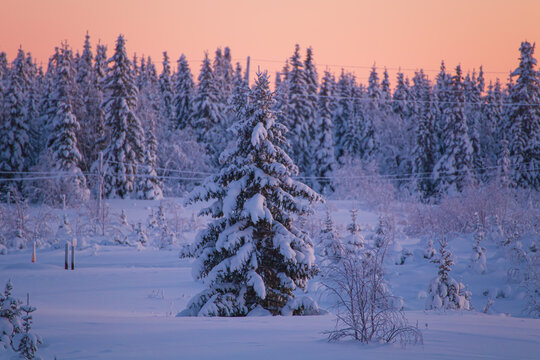 Sunset in a winter forest with snow-covered fir trees. Amazing winter landscape.