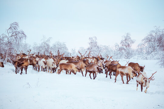 A herd of reindeer wanders through a snowy forest.