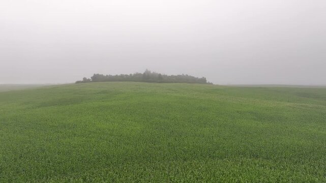 Aerial Flyover of Green Cornfield and Shelterbelt in Dense Morning Fog