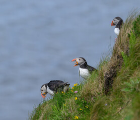 Atlantic Puffin on the Seacoast © John