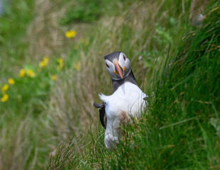 Atlantic Puffin on the Seacoast © John