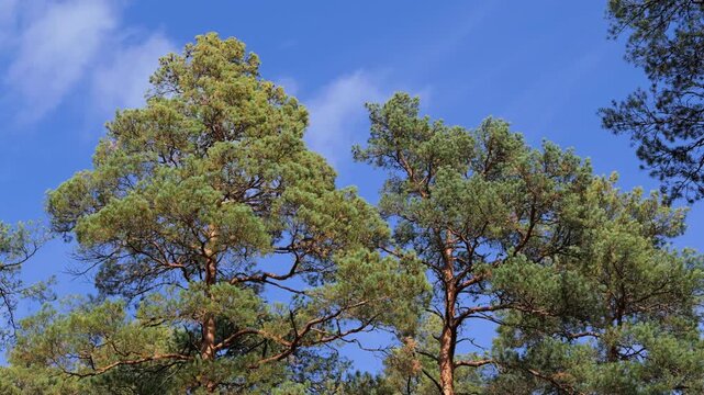 A windy, sunny day in an autumn pine forest.