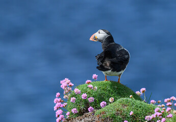 Atlantic Puffin on the Seacoast © John