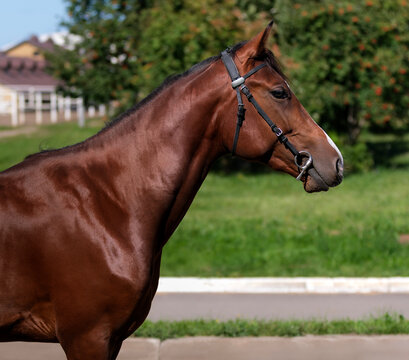 Horse. Portrait. Close-up. A thoroughbred horse of the Oryol Trotter breed. Harness racing. Trotting horse race. Side view. Head in profile. One equine. Professional photography