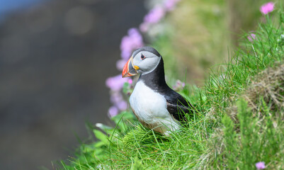 Atlantic Puffin on the Seacoast © John