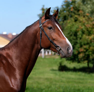 Horse. Portrait. Close-up. A thoroughbred horse of the Oryol Trotter breed. Harness racing. Trotting horse race. Side view. Head in profile. One equine. Professional photography