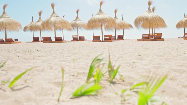 Empty sun loungers and straw parasols on a sandy beach waiting for tourists on a tropical sunny day