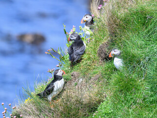 Atlantic Puffin on the Seacoast © John