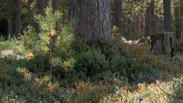 A windy, sunny day in an autumn pine forest.