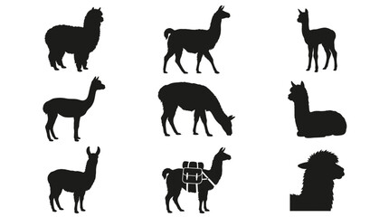 Fototapeta premium Set of Black Silhouette Illustrations Featuring Various Llama and Alpaca Poses in Different Stances for Creative Graphic Design Projects