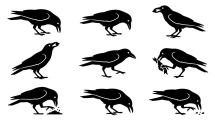 Fototapeta premium Set of detailed crow silhouettes in various dynamic poses and natural activities for wildlife design projects