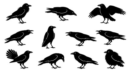Fototapeta premium Set of Detailed Crow Silhouettes in Various Poses for Nature Design and Wildlife Illustration Elements