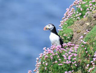 Atlantic Puffin on the Seacoast © John