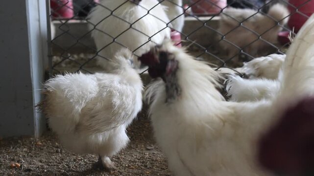 Beautiful Golden Laced Chickens  Colorful Fancy Chicken Breed, Farm Birds and Poultry Life