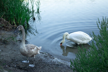 Adult mute swan feeding in water next to juvenile cygnet on shore. Pair of white and young gray swans on river bank, beautiful wildlife and family concept. © Kateryna Zinenko 