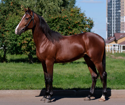 Horse. A thoroughbred horse of the Oryol Trotter breed. Harness racing. Trotting horse race. Side view. In full growth. Professional photography