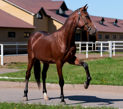 Horse. A thoroughbred horse of the Oryol Trotter breed. Harness racing. Trotting horse race. Side view. In full growth. Professional photography