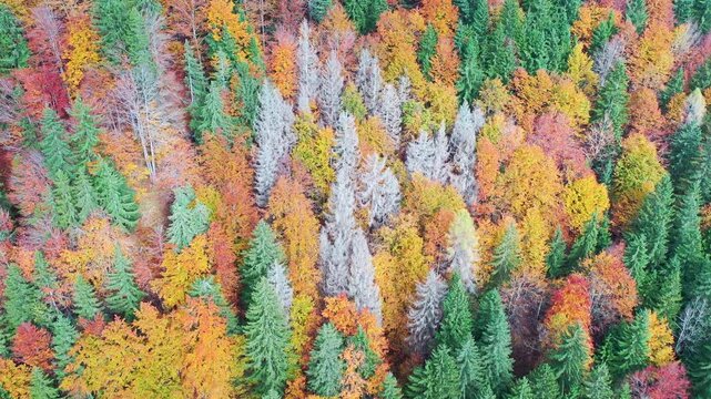Top down drone view of colorful autumn forest in Slovenia
