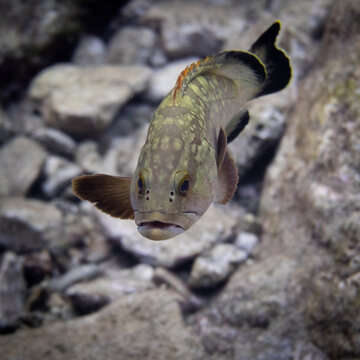 dusky grouper