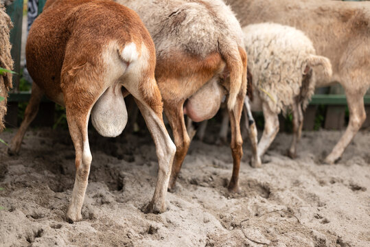 Sheep flock at homestead farm viewed from behind