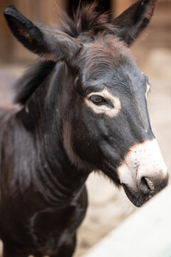 Black donkey portrait at a rural homestead farm