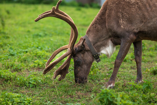 Reindeer graze on green pasture at rural homestead