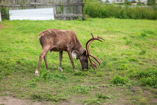 Brown reindeer graze on grass at rural homestead farm