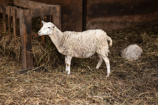 Sheep beside hay feeder in rustic barn