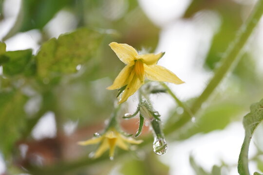 ミニトマトアイコの花のアップ(1)