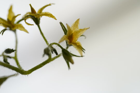 ミニトマトアイコの花のアップ(2)