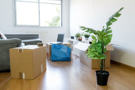 Cardboard box and houseplant in a new apartment move