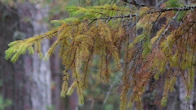 A windy, sunny day in an autumn pine forest.
