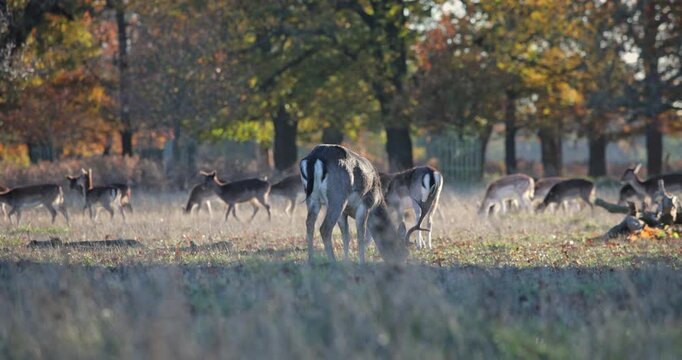 Fallow deer herd grazing in a misty autumn field during sunset, with a dominant stag lowering its head to feed, surrounded by other deer and trees with colorful fall foliage