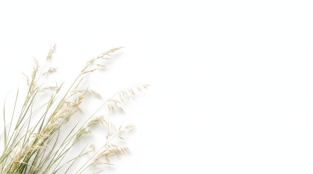 Delicate wild grass stems extending upward against a clean white background, emphasizing graceful botanical forms and minimalist natural beauty.