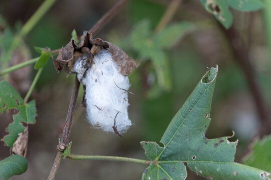 Close Up of Organic White Cotton Boll with Green Leaves Growing on Branch in Autumn Field