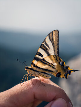 Yellow swallowtail butterfly resting on a human hand
