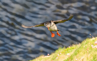 Atlantic Puffin on the Seacoast © John