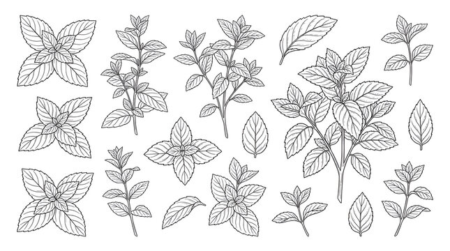 Line Art Collection of Fresh Mint and Peppermint Leaves