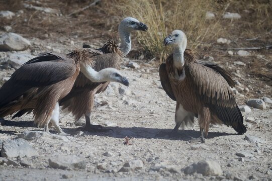 Griffon vulture group on rocky ground in natural habitat