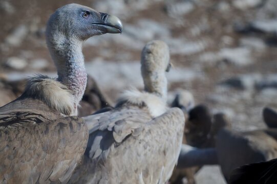 Griffon vulture portrait among a group of wild birds