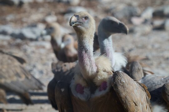 Griffon vulture portrait among a gathering of wild birds