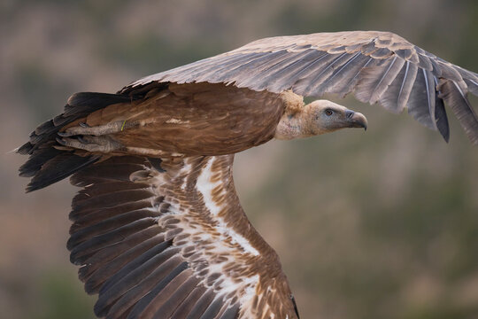 Griffon vulture soar with outstretched wing in the wild