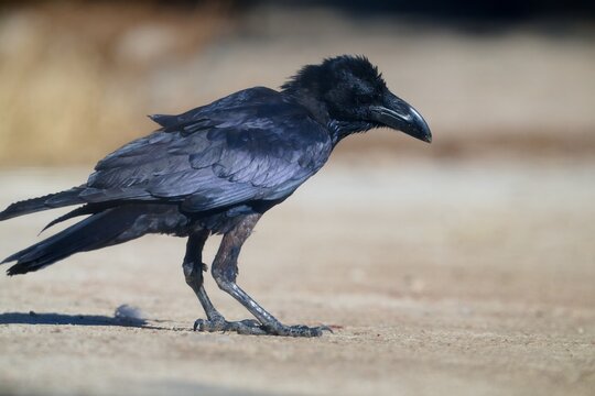 Black raven walking on sandy ground in natural habitat