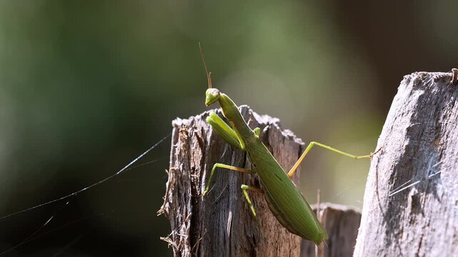 Close-up of a praying mantis sitting on a stump as a spiderweb blows in the breeze.