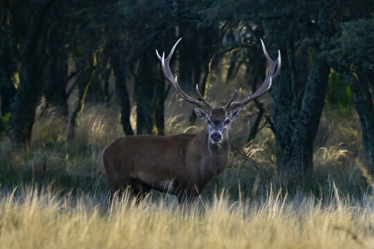 Male Red Deer in Calden Forest environment, La Pampa, Argentina, Parque Luro, Nature Reserve