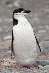 Obraz premium Chinstrap Penguin, Pygoscelis antarcticus, Half Moon island, South Shetland, Antartica
