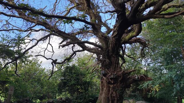 Ancient tree surrounded by moss covered rocks and dense woodland vegetation in Ireland, creating a natural atmospheric forest scene.