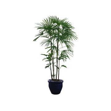 Rhapis excelsa lady palm tree in dark blue ceramic pot isolated on transparent background